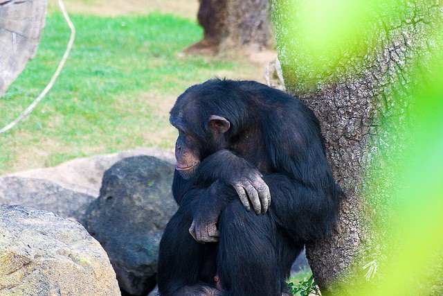 En Estados Unidos se limitará el uso de chimpancés
