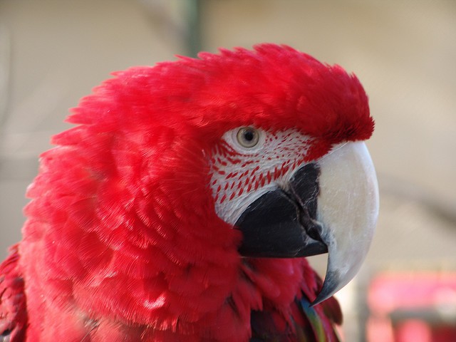 El guacamayo rojo de alas verdes