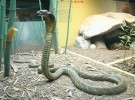 Las serpientes más venenosas del mundo