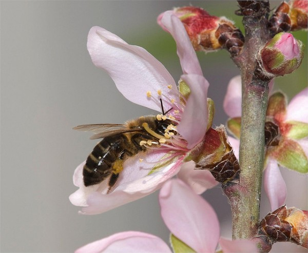 Abejas desaparecidas