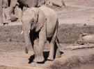 El annus horribilis de los elefantes