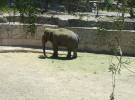 Adiós al elefante de Sumatra