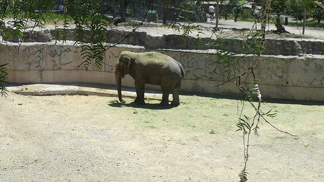 Adiós al elefante de Sumatra