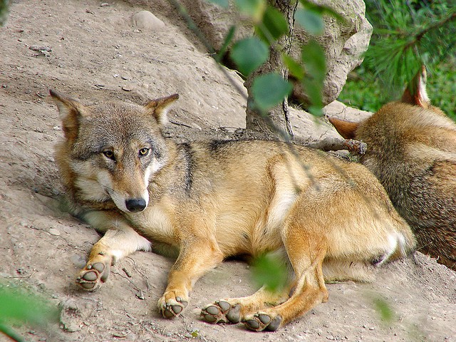 Caperucita sin el lobo