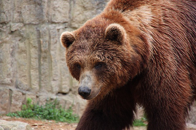 Recuperación del oso pardo y de las águilas pescadoras