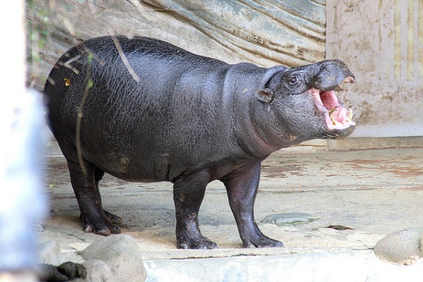 La ZSL de Londres protege los animales singulares en peligro, como el baijí