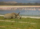 Rinocerontes en peligro