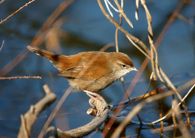 Los beneficios del canto de los pájaros