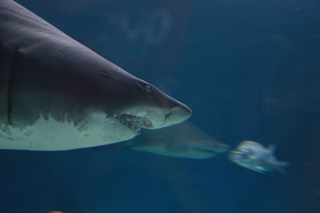 Protección para los tiburones del Mediterráneo