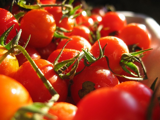 Tomates que se adaptan a la sequía