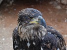 El águila imperial ibérica