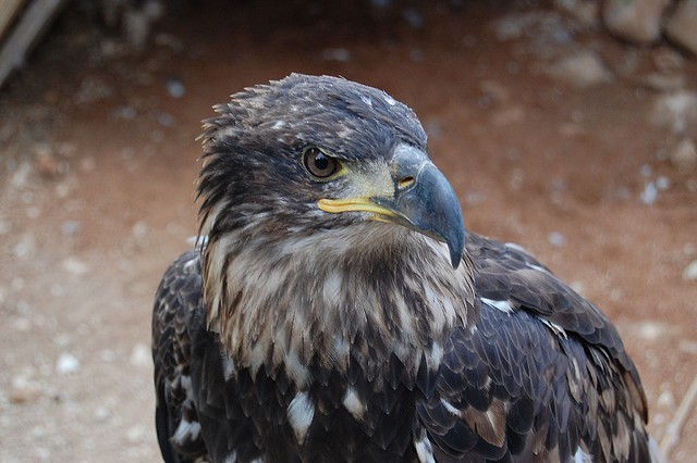El águila imperial ibérica
