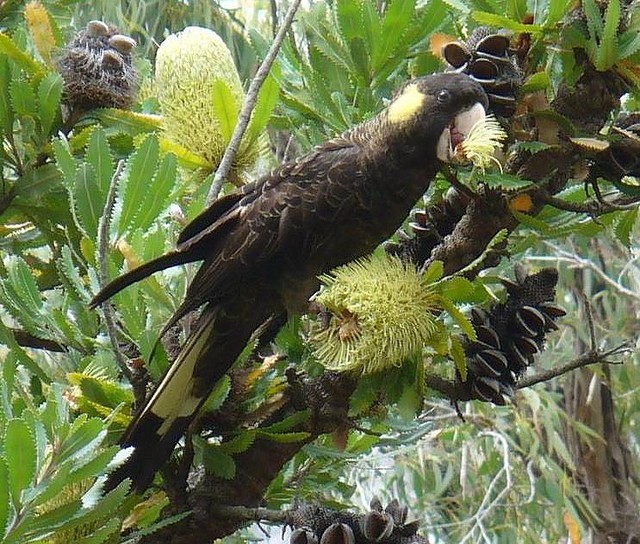 Cacatúa fúnebre coliamarilla