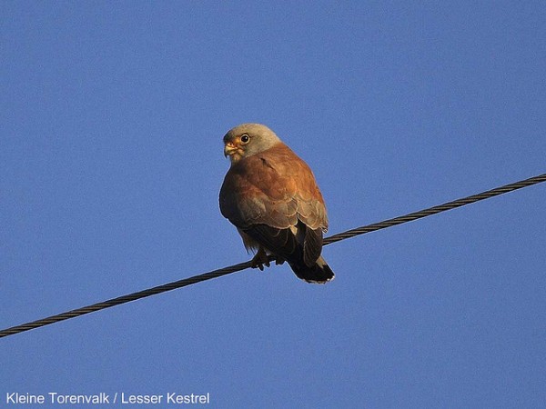 El cernícalo primilla es un pequeño halcón migratorio