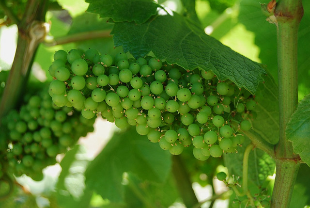 Un insecto que bebe Chardonnay, Cabernet y Sauvignon