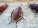 Los feromonas sexuales de las cucarachas