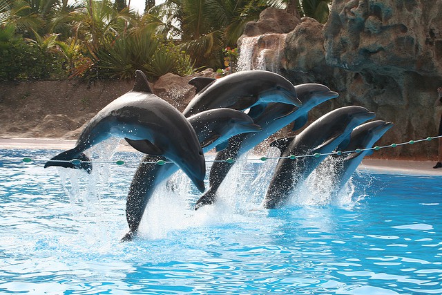 Los derechos de los delfines