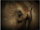 En Camerún la matanza de elefantes es alarmante