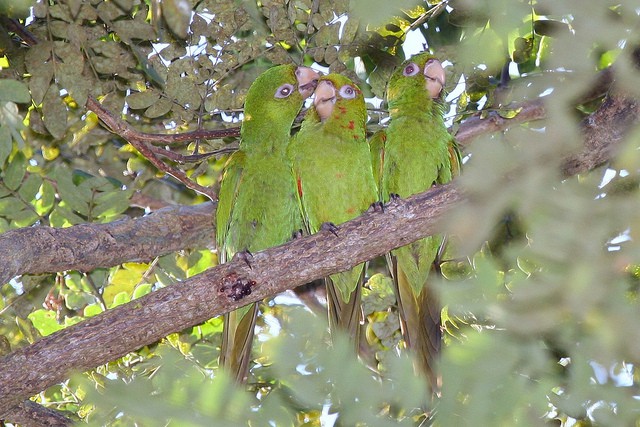 Aratinga cubana