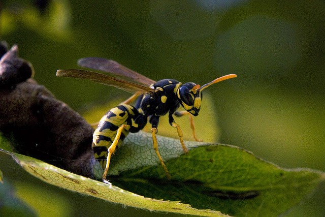 Descubierta una avispa gigante