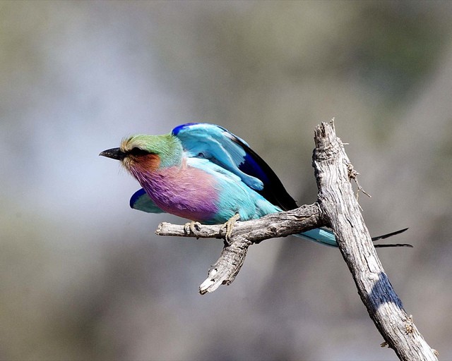 La carraca, pájaro del año