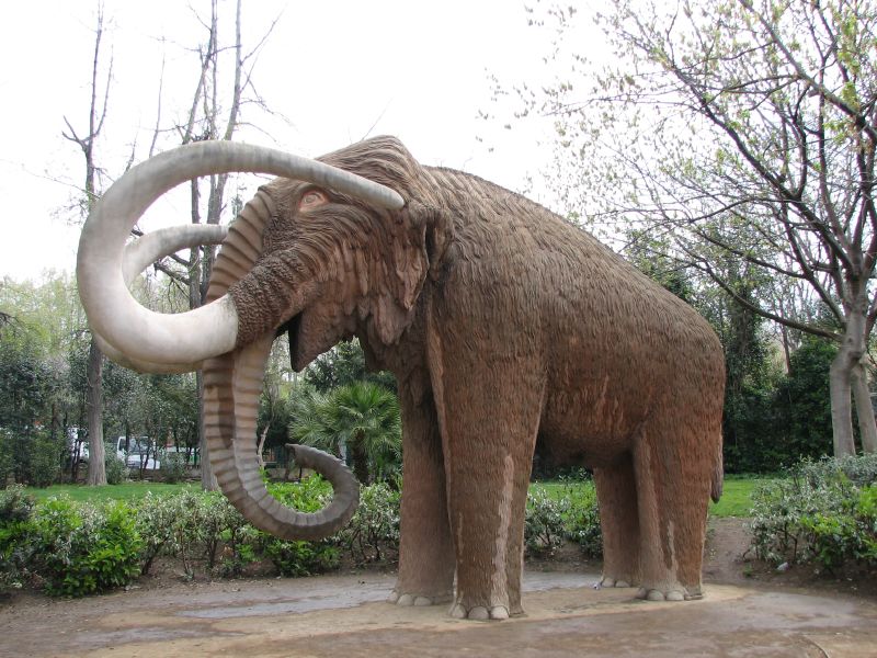 El hombre ayudó a la extinción de los mamuts