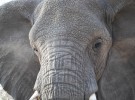 Cazando elefantes en Botswana