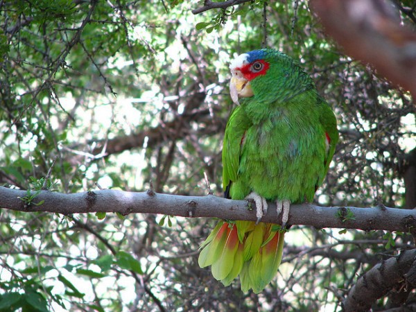 El Amazona albifrons es un loro originario de México y Guatemala
