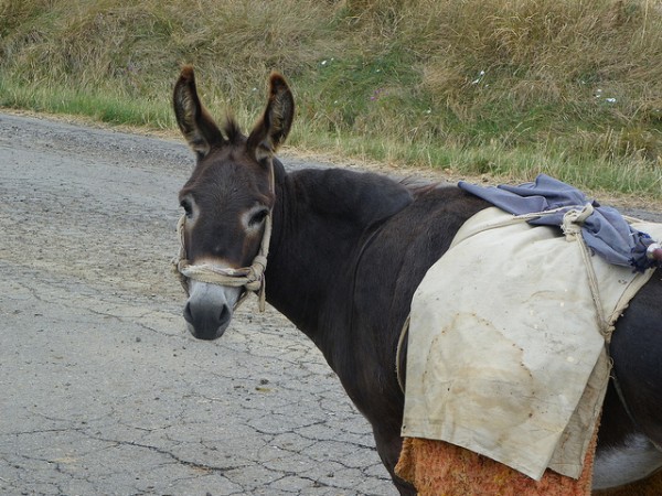 En Villalcampo han celebrado una jornada reivindicativa del asno zamorano-leonés