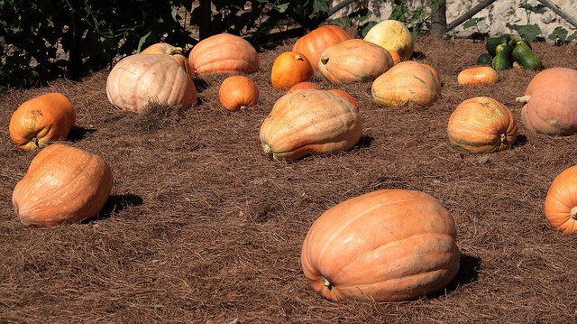 Súper calabazas