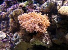 Salvar los corales