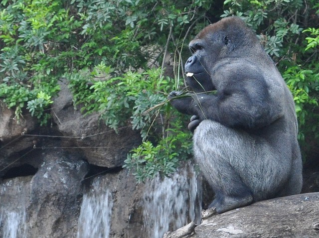 El Parque de Cabárceno tiene un bonito bebé gorila