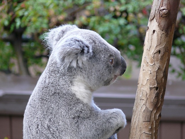 Una posibilidad de salvar koalas