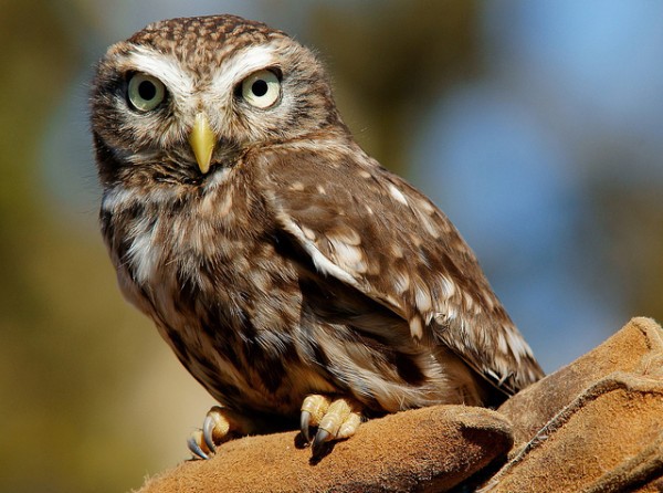 El mochuelo y sus amenazas Al mochuelo europeo (Athene noctua) es usual verlo en toda la Península Ibérica
