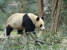 Despertar la pasión en los osos panda