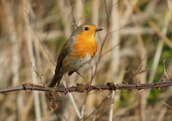 Al parecer, los pájaros rojos y naranjas son más propensos a padecer cataratas y problemas en la vista