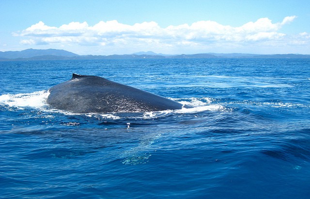 La gran boca de las ballenas