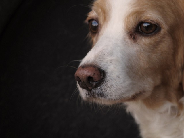 El verano y el abandono de mascotas