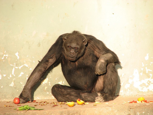 Los chimpancés y la muerte
