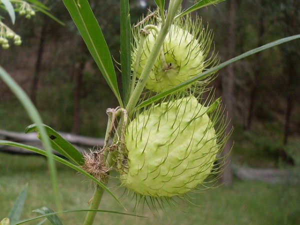 Serra de Tramuntana y el cotoner El cotoner es una planta invasora, cuya plaga está atacando a la flora autóctona de Serra de Tramuntana