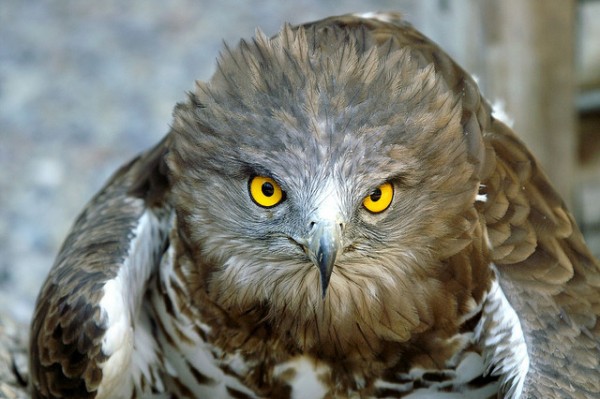 Un águila culebrera abandonada por el 112 de Galicia, termina falleciendo horas después