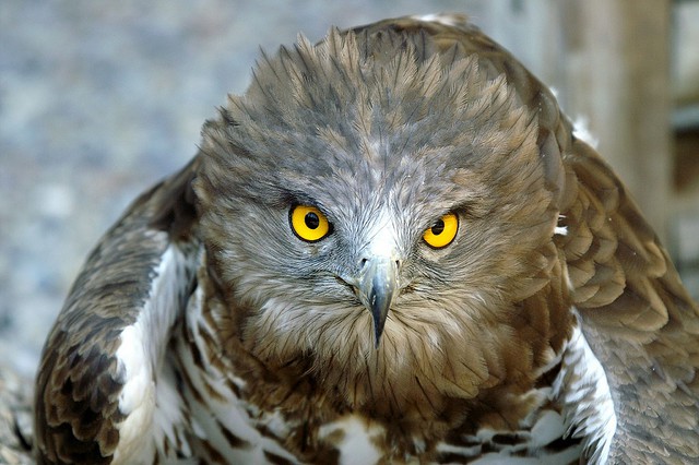 Muere un águila culebrera, abandonada por el 112