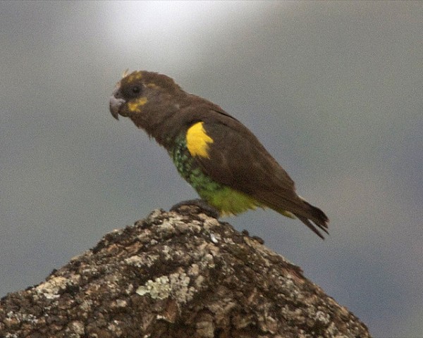Loro de meyer El loro de meyer (Poicephalus meyeri) es un ave de origen africano