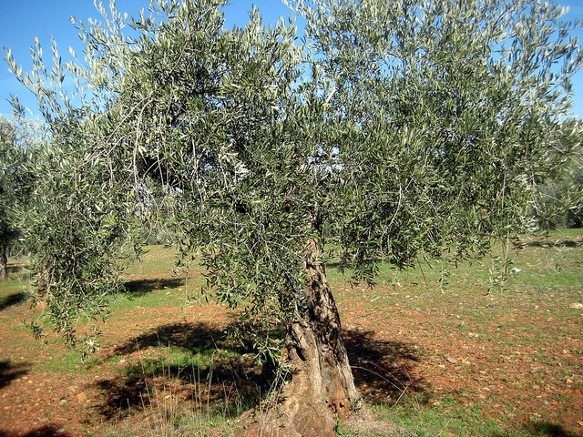 Parque Natural de la Sierra Mágina