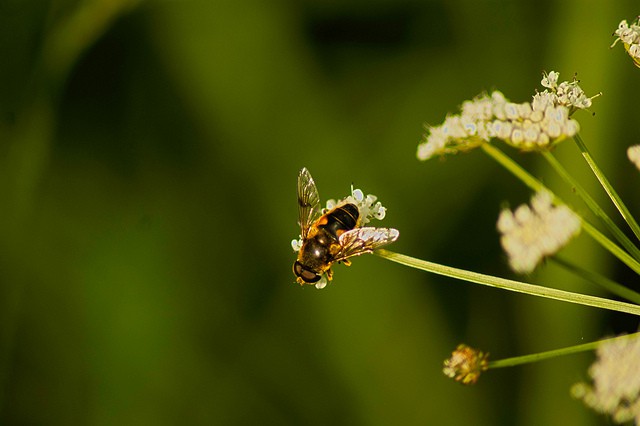 Abejas atacadas por un virus