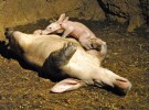 Nace el primer cerdo hormiguero en España