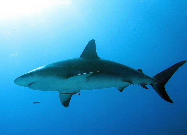 La luna llena afecta en el comportamiento de los tiburones