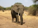 Diferencias entre el elefante asiático y el africano