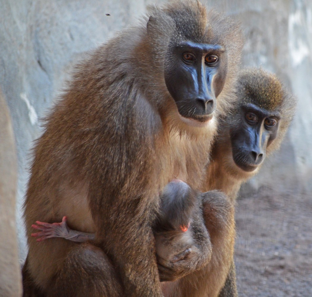 Nace en Bioparc Valencia una cría de dril, uno de los primates más amenazados