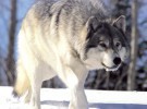 Lobos, los perros salvajes
